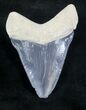 Serrated, Grey Bone Valley Megalodon Tooth #20666-1